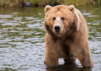 5 Arti Mimpi Bertemu Beruang, Siap-siap untuk Tantangan Baru!