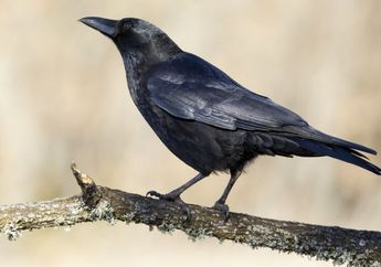 7 Arti Mimpi Menangkap Burung Gagak, Isyaratkan Pertanda Buruk hingga Peringatan Bahaya, Waspadalah!
