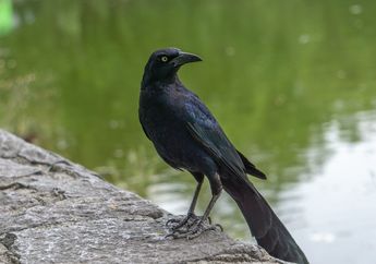 5 Arti Mimpi Burung Gagak Menurut Primbon Jawa, Tanda Ajal Mendekat? Segera Cek Biar Hidupmu Tenang
