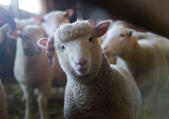 5 Arti Mimpi Domba Tak Perlu Khawatir, Bukan Hal Buruk, Ada Perlindungan dan Kedamaian