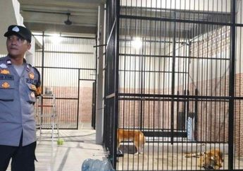 ART Tewas Diterkam Harimau Majikan di Samarinda, Sang Adik Ungkap Curhatan Nyesek Almarhum Sebelum Meninggal