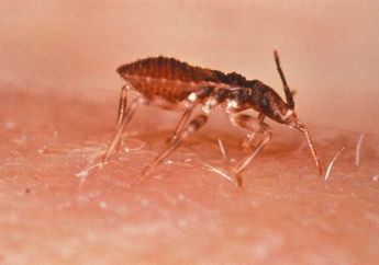 6 Arti Mimpi Kutu, Isyarat Hidup Akan Diguncang Masalah, Berawal dari Terbongkarnya Rahasia