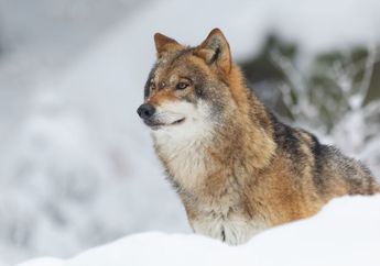 7 Arti Mimpi Serangan Serigala, Sinyal Datangnya Malapetaka?