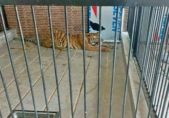 Terungkap Gaji ART yang Tewas Diterkam Harimau di Samarinda, Ternyata sang Majikan Punya Binatang Buas Selundupan Lainnya