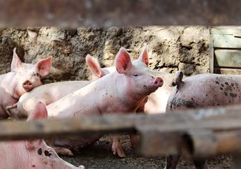 7 Arti Mimpi Melihat Babi, Benarkah Pertanda Bakal Hidup Sejahtera?