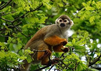 8 Arti Mimpi Monyet Menurut Islam, Berisi Peringatan! Jangan Tertipu Penampilan Luar