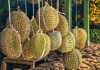 7 Arti Mimpi Memetik Buah Durian, Berbahagialah Anda Akan Mengalami Kemakmuran Finansial!