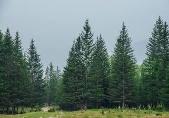 5 Arti Mimpi Pohon Pinus Pertanda Baik, Bakal Ada Ketenangan sampai Kegembiraan