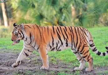 Arti Mimpi Digigit Harimau Menurut Primbon Jawa, Pertanda Ada Sumber Penghasilan Baru