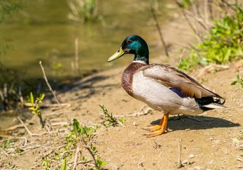 Arti Mimpi Dicucuk Bebek, Bukan Tanda Kenaikan Gaji, Simak Makna Sebenarnya