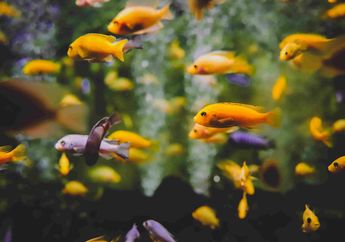 4 Arti Mimpi Tentang Ikan, Yuk Siap-siap Bertemu Seseorang yang Suka Padamu