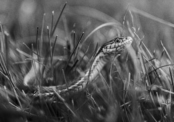 3 Arti Mimpi Melihat Ular Putih, Pertanda Kesedihan atau Hal Baik Akan Datang?