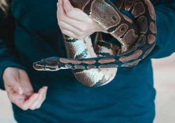 3 Arti Mimpi Ular Piton, Menandakan Situasi Sulit yang Akan Datang atau Sebaliknya? Segera Simak!