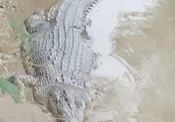 Ngeri! Niat Mandi di Sungai, Wanita di Kotabaru Kalsel Mendadak Diterkam Buaya, Saat Ditemukan Kondisinya Mengenaskan