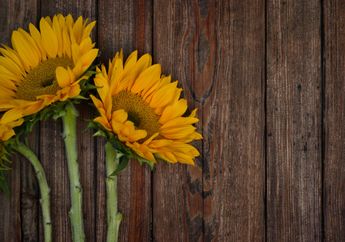 3 Arti Mimpi Bunga, Akan Muncul Gairah dalam Hidup, Simak Beberapa Tafsir Ini!