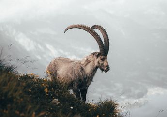 9 Arti Mimpi Membeli Kambing untuk Idul Adha 2024, Pertanda Kebahagiaan Sudah di Depan Mata