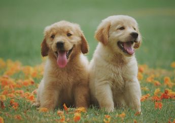 5 Arti Mimpi Anjing, Ada Banyak Keberuntungan dan Kesenangan yang Akan Datang!