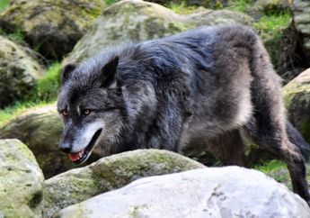 6 Arti Mimpi Serigala, Peringatan Harus Hati-hati, Apa yang Bakal Terjadi?