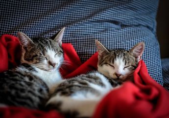 4 Arti Mimpi Tentang Kucing, Harus Waspada dan Dengarkan Kata Hati untuk Mengambil Keputusan