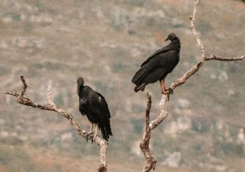 3 Arti Mimpi Burung Hitam, Apakah Berkaitan dengan Sihir? Segera Cek!