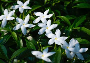 3 Arti Mimpi Bunga Melati, Jadi Tanda Tujuan Hidup dan Melepaskan Diri dari Tekanan