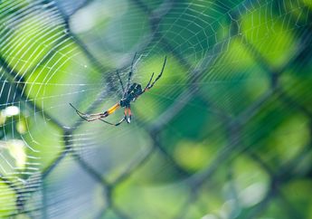 3 Arti Mimpi Tentang Laba-Laba, Bisa Jadi Tanda Kamu sedang Khawatir akan Sesuatu Hal