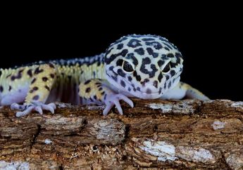 4 Arti Mimpi Tokek, Benarkah Tanda Kehadiran Makhluk Halus?