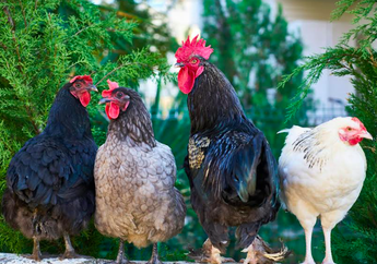 4 Arti Mimpi Ayam, Tak Semuanya Jadi Pertanda Baik, Kamu Juga Perlu Berhati-hati