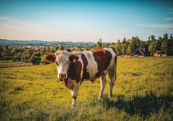 2 Arti Mimpi Menjual Sapi untuk Idul Adha 2024, Benarkah Pertanda Penghasilan Akan Melesat?