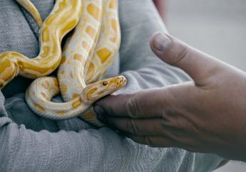 3 Arti Mimpi Melihat Ular Kepala Dua, Hati-hati Ternyata Hal Ini akan Datang ke Dalam Hidup Anda!