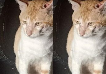 Kucing Oren Barbar Ngamuk di Cibinong Bogor, Warga Panggil Damkar Gegara Diserang Sampai Terluka