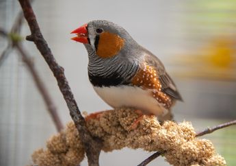 Sering Terdengar, Kenapa Burung Suka Berkicau Tanpa Kenal Waktu?