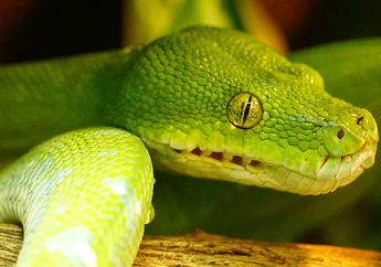 5 Arti Mimpi Dikejar Ular Besar, Awas Ada Bahaya Mengintai, Bisa Jadi Anda Merasa Terancam dan Ketakutan!