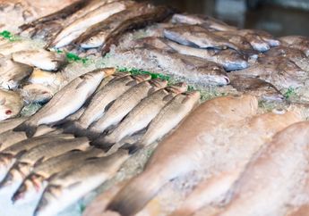 Daftar 5 Ikan Laut yang Aman Dikonsumsi Ibu Hamil serta Manfaatnya Jika Dimakan