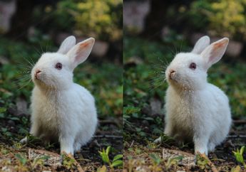 5 Arti Mimpi Memelihara Kelinci, Benarkah Melambangkan Kasih Sayang serta Keberuntungan?