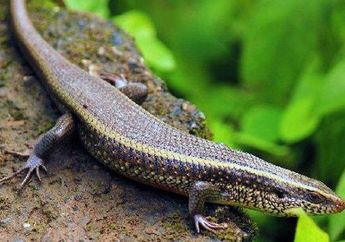 5 Arti Mimpi Menginjak Kadal Pertanda Buruk, Bakal Ada Emosi Negatif, Berhati-hatilah!