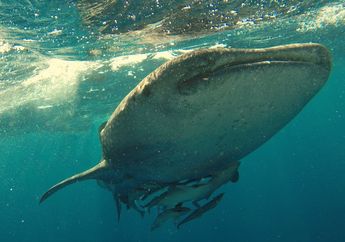 Kenapa Hewan Mamalia Laut Punya Tubuh yang Berukuran Sangat Besar?