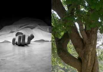 Innalillahi, Mahasiswi Asal Indonesia Tewas Tertimpa Pohon Seberat 10 Ton di Australia, Kemenlu Turun Tangan