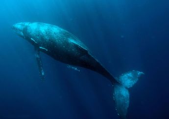 3 Arti Mimpi Ikan Paus, Jangan Terlalu Keras Kepala dan Cobalah Ubah Kebiasaan