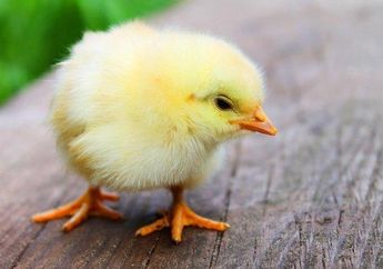 4 Arti Mimpi Anak Ayam Berbahagialah, Tak Ada Kaitannya dengan Hal Buruk, Simak Penjelasannya 
