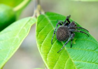 3 Arti Mimpi Membunuh Laba-laba, Ternyata Tak Selalu Negatif, Konon Menandakan Hal Baik Satu Ini, Segera Simak!