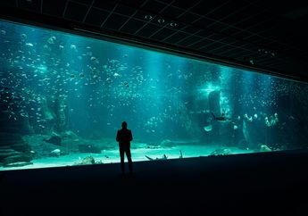 3 Arti Mimpi Akuarium Jadi Peringatan untuk Kamu Kendalikan Emosi, Jangan Bertindak Sebelum Dipikirkan Matang-Matang