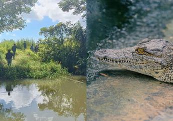 Geger, Ditemukan 42 Telur Buaya di Sungai Tello Makassar, Warga Panik Anak-anak Sering Berenang di Lokasi, Petugas Damkar Turun Tangan