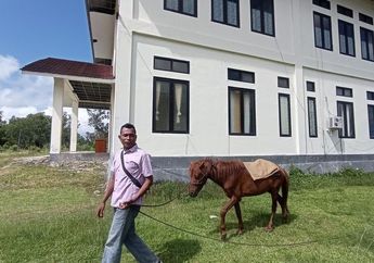 Viral, Dosen di Maluku Naik Kuda Sejauh 12 Kilometer ke Kampus Gegara BBM Langka, Aksinya Buat Warga Takjub