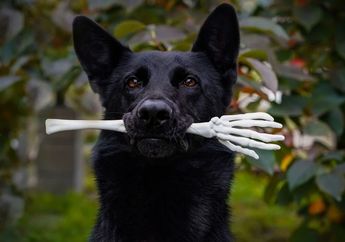 7 Arti Mimpi Digigit Anjing Hitam, Awas Jadi Peringatan Adanya Konflik di Dunia Nyata, Berhati-hatilah