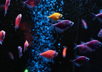 6 Arti Mimpi Akuarium, Tanda Aura Negatif Muncul, Tampak Jelas dari Orang Terdekat