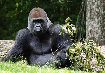 10 Arti Mimpi Gorila, Jika Marah Waspadalah! Tanda Ada Orang yang Berniat Jahat