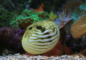 Innalillahi, Gegara Makan Telur Ikan Buntal, Seorang Ibu dan 2 Anaknya di Maluku Tengah Meninggal Dunia