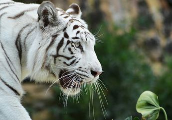 5 Arti Mimpi Bertemu Harimau Putih, Lambang Keberuntungan Besar Segera Menghampiri!