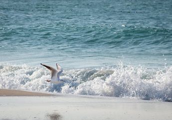 Kronologi Wisatawan Tasikmalaya Tewas di Pantai Pangandaran, Nekat Loncat dari Bangkai Kapal Viking